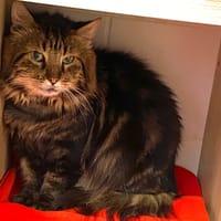 FRED, chat à adopter
