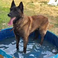 R'GIBBS, chien à adopter