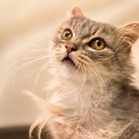 Etincelle, chatte à adopter
