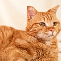 Little [FELV+], chat à adopter