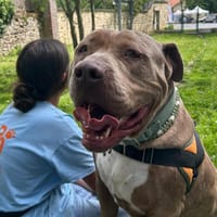 NANOS, chien à adopter