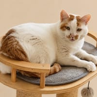 Chelki [FIV+], chat à adopter