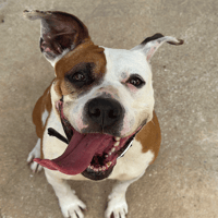 PERLE, chienne à adopter