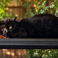 Goupil [Fiv+], chat à adopter