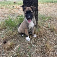 Lippa, chienne à adopter