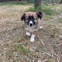 Becca, chienne à adopter
