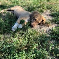 Kirsten, chienne à adopter