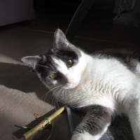 NEWT, chat à adopter