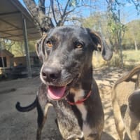 Ted, chien à adopter