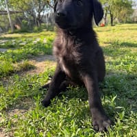 Anca, chienne à adopter
