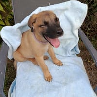 KEATON, chiot mâle Berger Créole, chien à adopter
