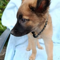 KYA , chiot femelle Berger Créole, chienne à adopter