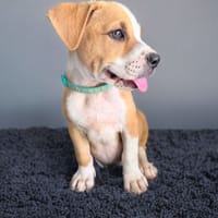 LETHIA , chiot femelle Berger Créole, chienne à adopter