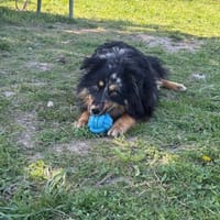 Taco, pies do adopcji