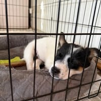Ancymon, pies do adopcji