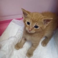 Boniek, kot do adopcji