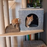 Elektra, kotka do adopcji