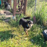 Maniuś, pies do adopcji