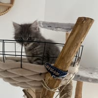 pixou, chat à adopter