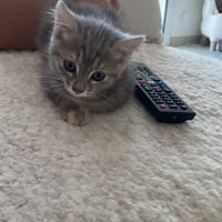 pixia, chatte à adopter