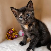 Arya, chatte à adopter
