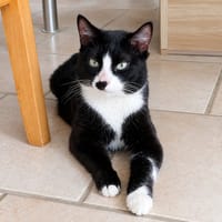 Minnie, chatte à adopter