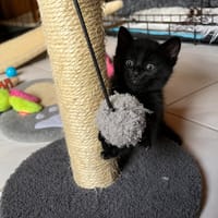 Pikwik, chat à adopter