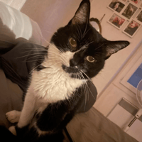 MOUNETTE, chatte à adopter
