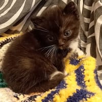 Marley, chat à adopter