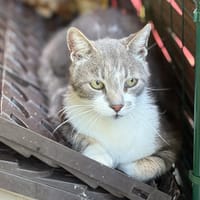 Pépère, chat à adopter
