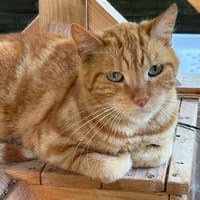 Tigrou, chat à adopter