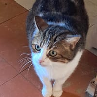 Dondon, chatte à adopter