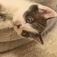 Pearl, chatte à adopter