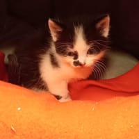 Mishka, chatte à adopter