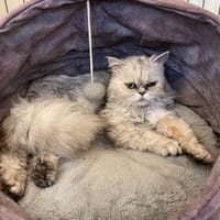 Twister, chat à adopter
