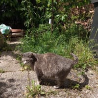 Zoé, chatte à adopter