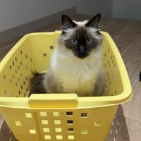Snow, chat à adopter