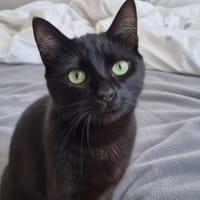 Zazou, chat à adopter