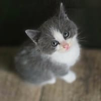 ¨Pavel, chat à adopter