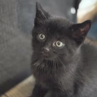 pedro, chat à adopter