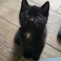 roberto, chat à adopter