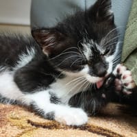 hiro junior, chat à adopter