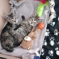 pitch et zoukette, chatte à adopter