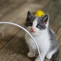 lola, chatte à adopter