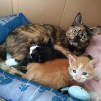 ZIBELINE / BIBELOT ET BRELOQUE SONT À ADOPTER ENSEMBLE, chatte à adopter