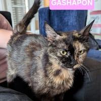 GASHAPON ET SES 7 CHATONS, chatte à adopter