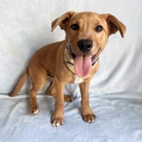 Crocus Wunderschöner Hundebub sucht akti, Hund zur Adoption
