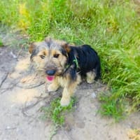 Roschka total verschmust, Hündin zur Adoption
