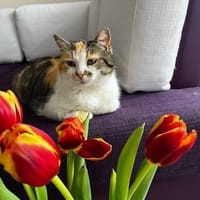 Susi bringt das Glück ins Haus, Katze zur Adoption