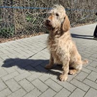 Zu alt, um geliebt zu werden?, Hündin zur Adoption